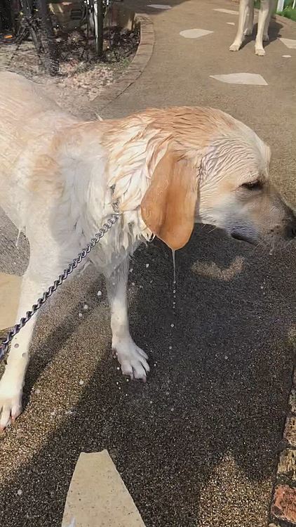 続いて🐶🚿カレン
隙あらば 逃げる体勢😂
シャワーに追われて、花壇に隠れるカレンでした🐶💦