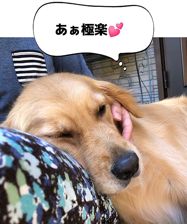 私の膝枕でうたた寝するアリス😴
撫でてる手を止めると、鼻先で催促してくる可愛い奴です💕