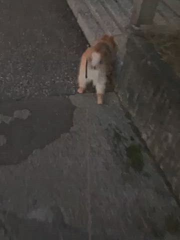 自粛に入ってから、夜お城前広場にお散歩に行くと、若いお兄さんがスケボーの練習してるんですが、夜ということもあり周りが静かになるのでなかなか大きな音がします…

スケボーの練習はいいんですが、その音がするからか、最近はアオバズクの鳴き声がしなくなりました😅