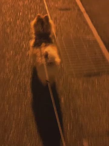 ルルちゃん、いつも後ろが気になって立ち止まってばかり…
100m進むのにとっても時間がかかります🤣

お散歩のおじいちゃんはついてこないよ🤣