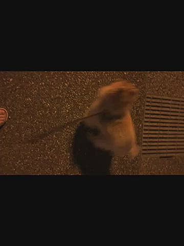 そして、通りかかったお家の中からワンコさんに吠えられるルルちゃん😅

来た方へ走って逃げて行きました🤣