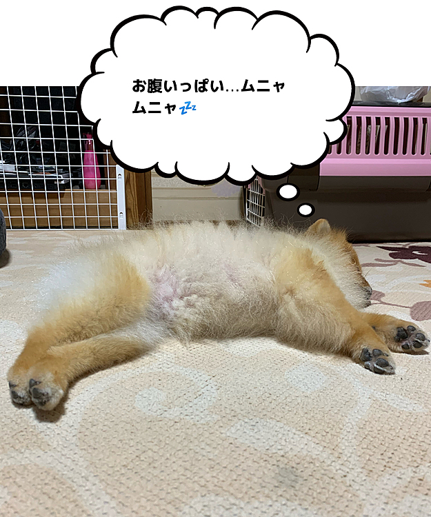 シャンプーにお散歩に、今日は疲れたルルちゃん、爆睡です🤣