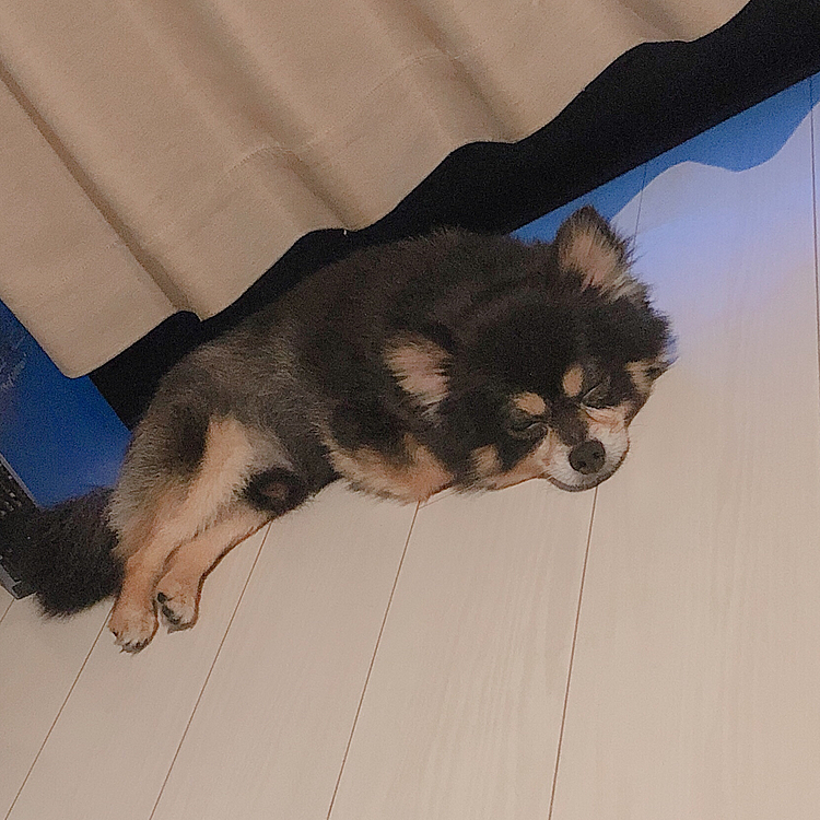 最近雨ばっかで
タイミングみてお散歩行ってます🐶🐾

今日はちょっと長めの早朝散歩
行ってきました🌟

お友達にも会えてラッキー🍀

女の子におちりの匂いカギカギされちゃいました🐯笑


もうクタクタです🐯💤

