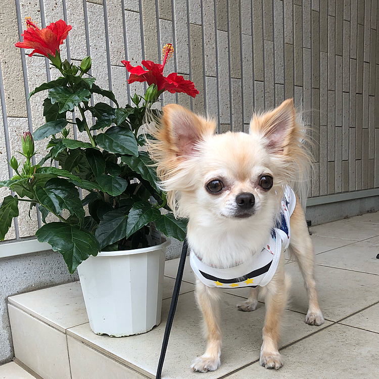 おはようございます☁️
朝散歩に行ってきました😊
くうのお散歩コースにはいくつか💩ポイントがあり今朝、💩が放置されていて踏まれていました💢凄く嫌な気持ちになりました。どうして持ち帰らないのか💢他の人の迷惑になってるのにと思いました😡
モヤモヤして帰ってきましたが、昨日の夕散歩の時、ホームセンターでハイビスカス🌺を買い今朝、綺麗に咲いていたので１枚🤳
