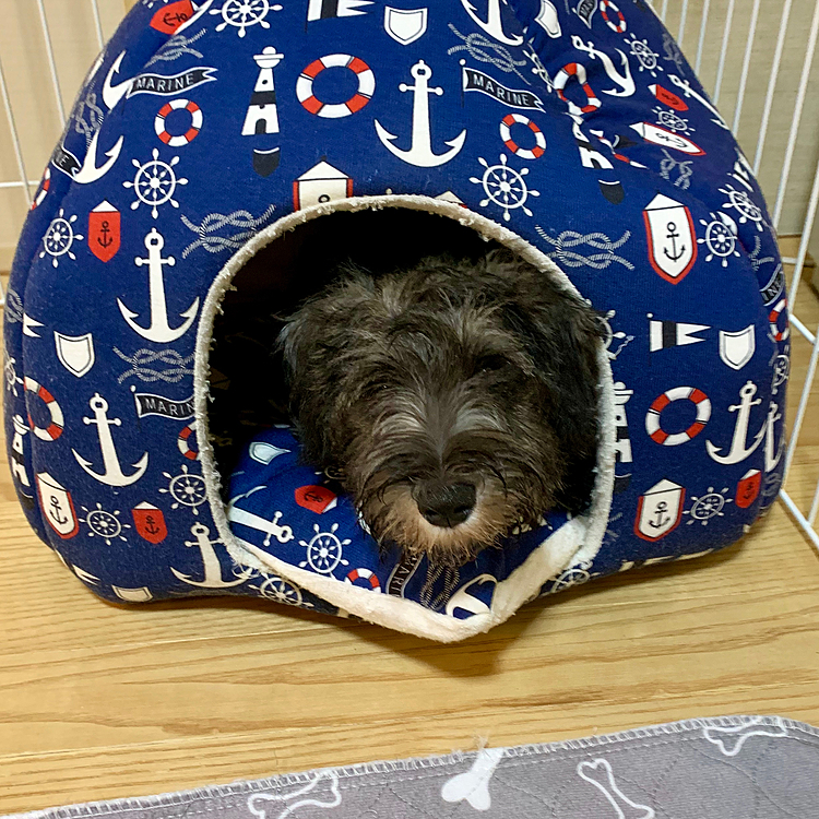 最近は中に入らず、上に乗って潰していたのに今日はスッポリ入っています❗️😁