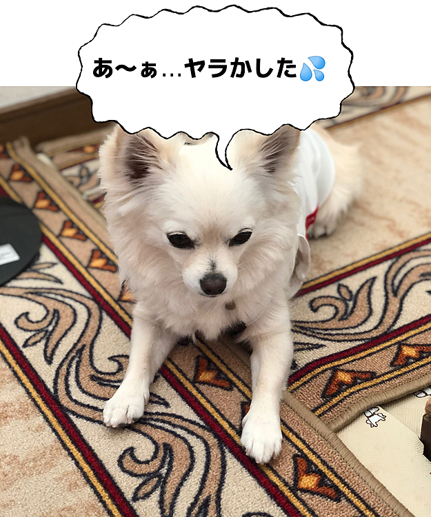 おはようございます😄
今朝はカラッと晴れました☀️

小雪は見たッ👀