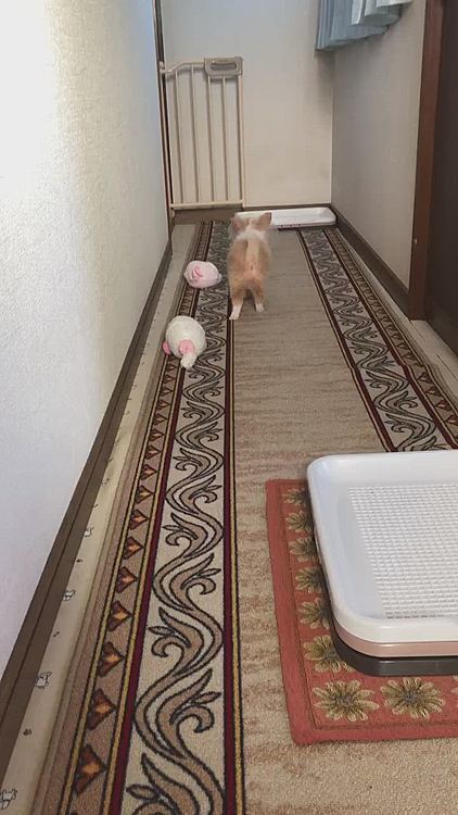 トイレトレー目前でチッチした小春を🐶
あとほんのちょっとでトイレやのにぃ😂

昨日、小雪のトイレトレーをワイドサイズに変え
小春用にレギュラーサイズのトイレトレーを買い足しました👍
おトイレしっかり覚えておくれよ〜😊