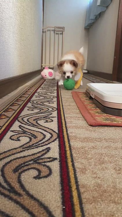小春怪獣は朝から元気いっぱい✨
小雪がパピーの頃よりも行動範囲が広くて驚きです😂
これじゃトイレ覚えるのは時間かかるかな❓😅
今日は朝からバズーカ交換に行くよ〜🚗