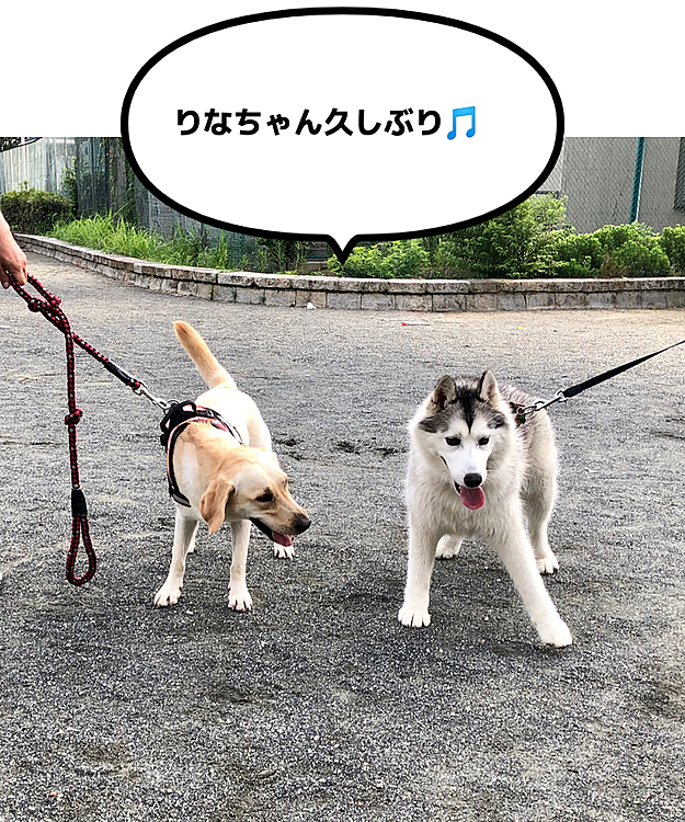 先日、お家から脱走した 1歳のハスキー🐶りなちゃん❣️
見つかった公園で、久しぶりに会いました🤗
元気そうで良かったです… が。
やっぱり相変わらずのお転婆ぶり🤣笑