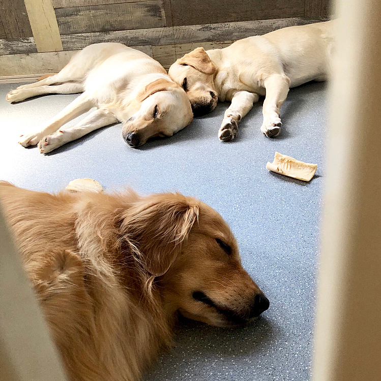 朝んぽ終わって、ご飯も食べて、ぐっすり寝ているお三方😴😴😴

毎朝、日の出と共に鳴り出す“ワンワン目覚まし”😓
ワンコルームの窓にカーテンを付ける事にしました😄
さ、作業に取り掛かりますよ❣️