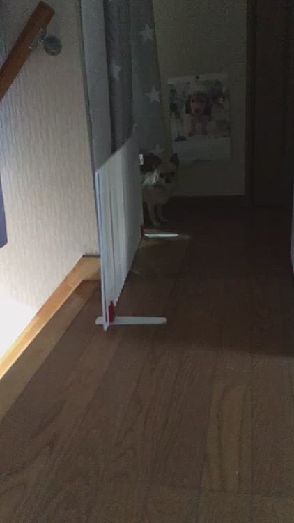 家の中は、風が心地いいね👍🐶