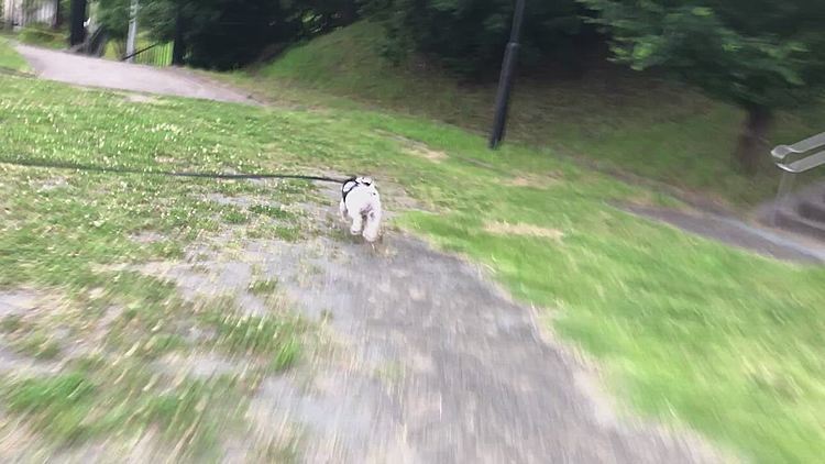 家に帰る途中の公園でダッシュ💨でした😆