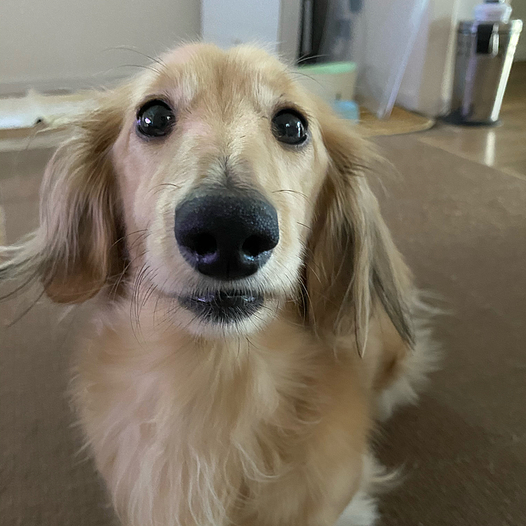 ボク、お腹に悪い菌がいたんだって。猫にしか検査したことない検査をしたら出たんだって！病院の先生も、犬でこれが出たのは初めて見たって言ってたよ。もうウンコから血出ないんだ〜♪ ヘルニアも、手術しなくて済んだけど…ぴょんぴょん気をつけなくちゃ^^;