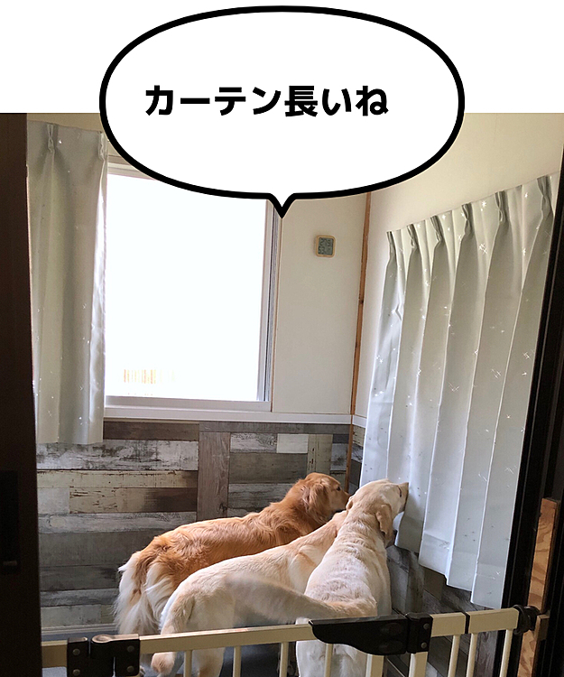 近頃、朝は日の出と共に、ワンワン目覚まし⏰が鳴り出します🐶🐶🐶🎶
主人曰く、早い日は4時半頃って😅
明るくなると目覚めるのかな🌇
(私は3時半に仕事に出掛けてるので、その様子は分からないんですが…)
それならワンコルームに遮光カーテンをつけてみよう☝️と、既製のカーテンを買って来ました❣️
真新しいカーテンの匂いを嗅ぎまくるお三方🐽🐽🐽🎶