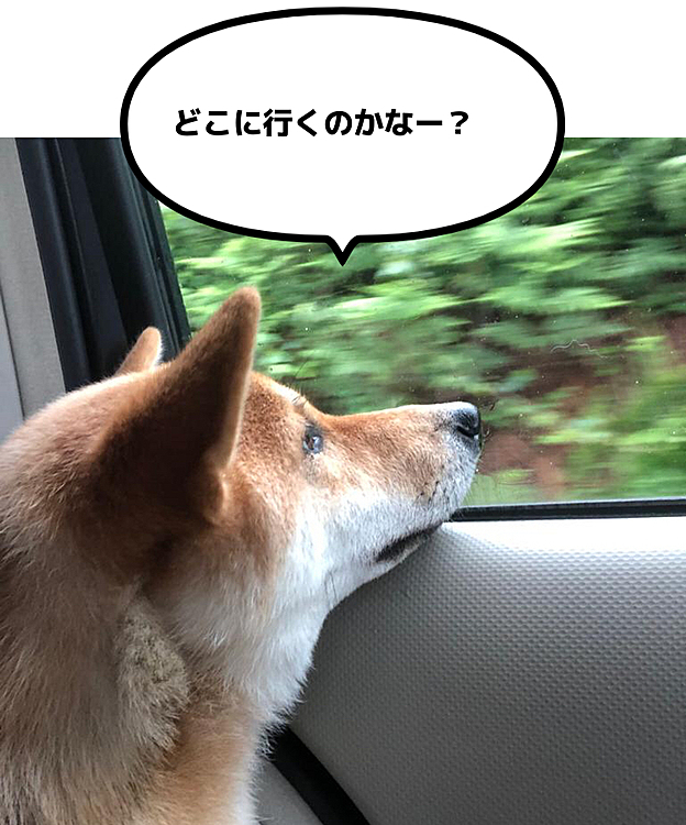 怖がりなペルシア😅