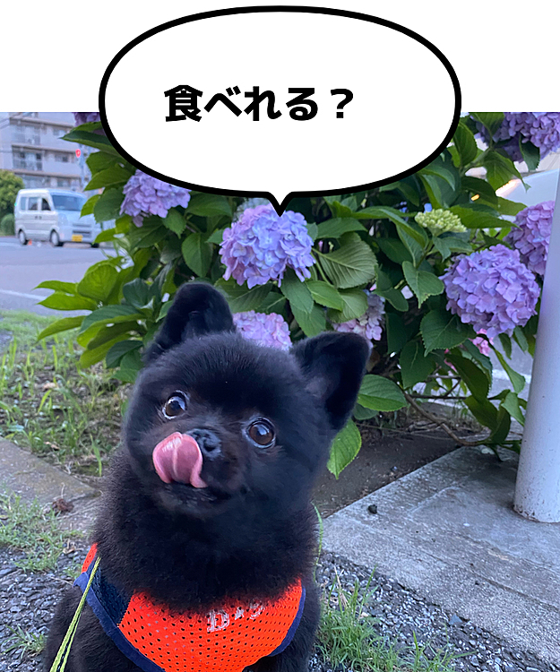 市の花が紫陽花な割には紫陽花少ない💦
