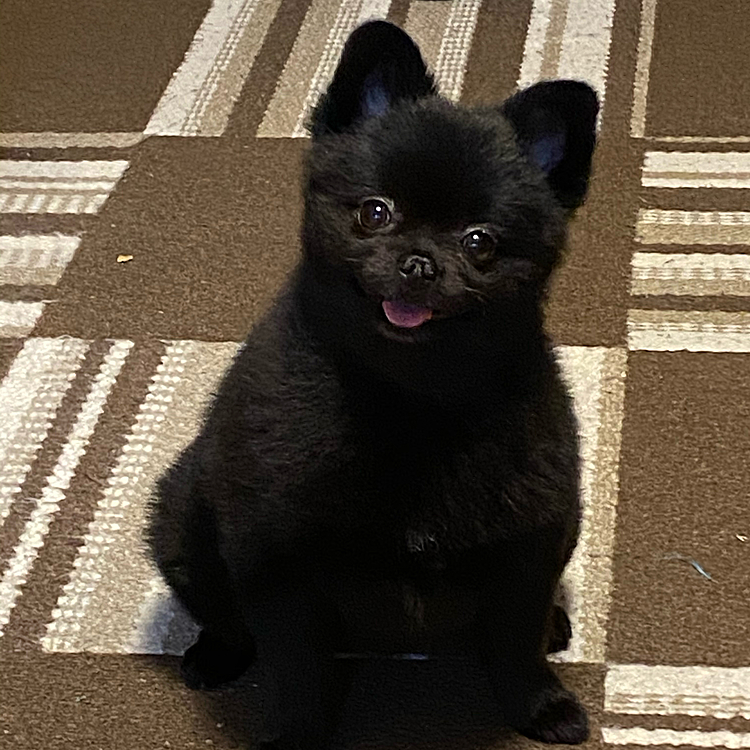 ちゃんと犬らしくお座りしてます🤣
うにのちゃんとしたお座りはなかなかレアです😅