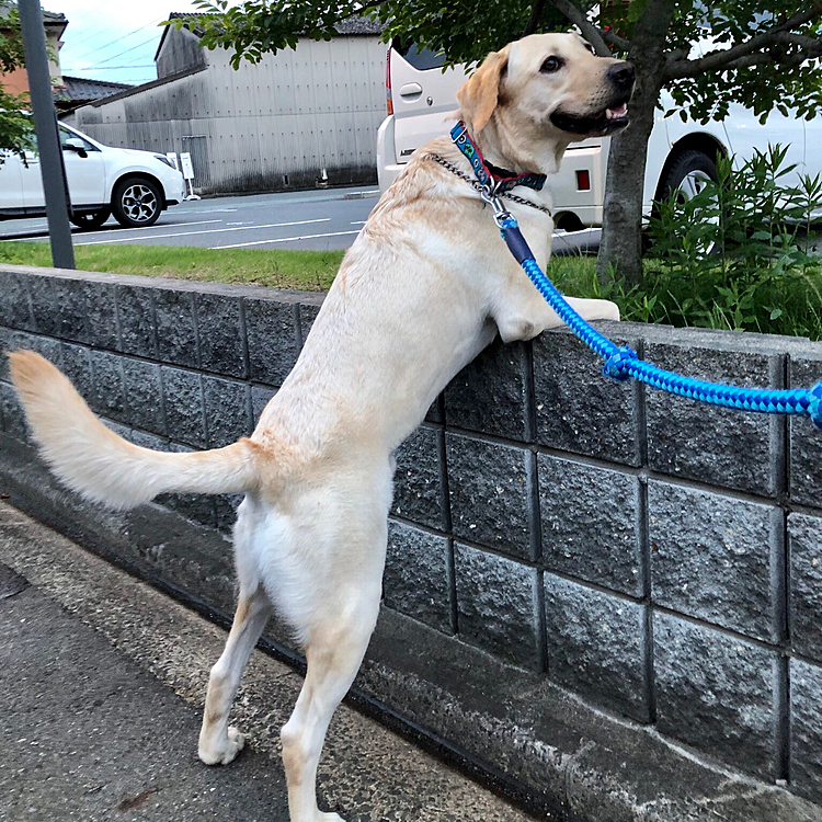 ライトはブロックの向こうの植込みで💩がしたかった模様😅
ちょっと高くて断念しました🐶💦