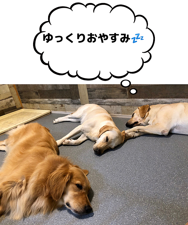 ライト➡️カレン➡️アリス と順番に電池切れ🔋
明日の朝はパパが起きるまで寝てていいからね〜💤