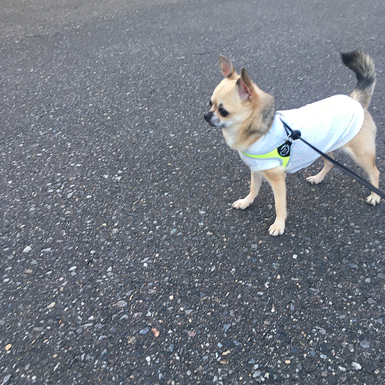 こんばんは🌙
今日は、2日ぶりにお散歩へ行って来ました🐕🐾ウォーキング中のおばあちゃんに可愛いね〜って言われてpocoは、尻尾フリフリ大喜び😄「またねー」ってお別れしたところ急にワンワンと大騒ぎ😆本当に人が大好きなんだね😍