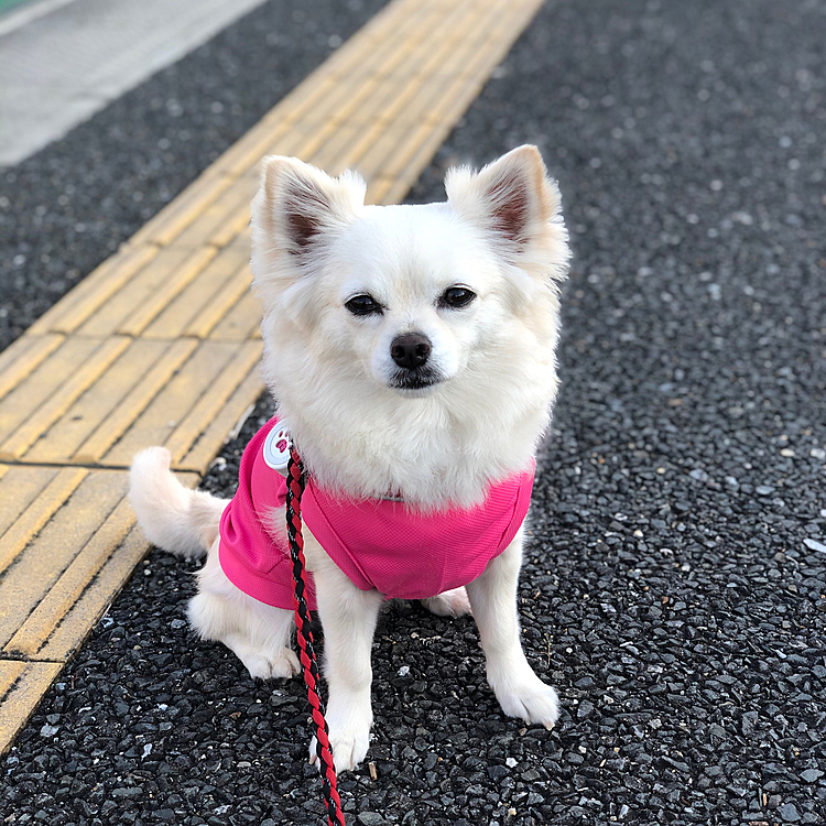 おはようございます☀
小雪は今朝も元気いっぱいお散歩してきました🎵🐶
小雪〜
ホンマに綺麗なお顔だねぇ💕☺️
(親バカ炸裂です🤣)
