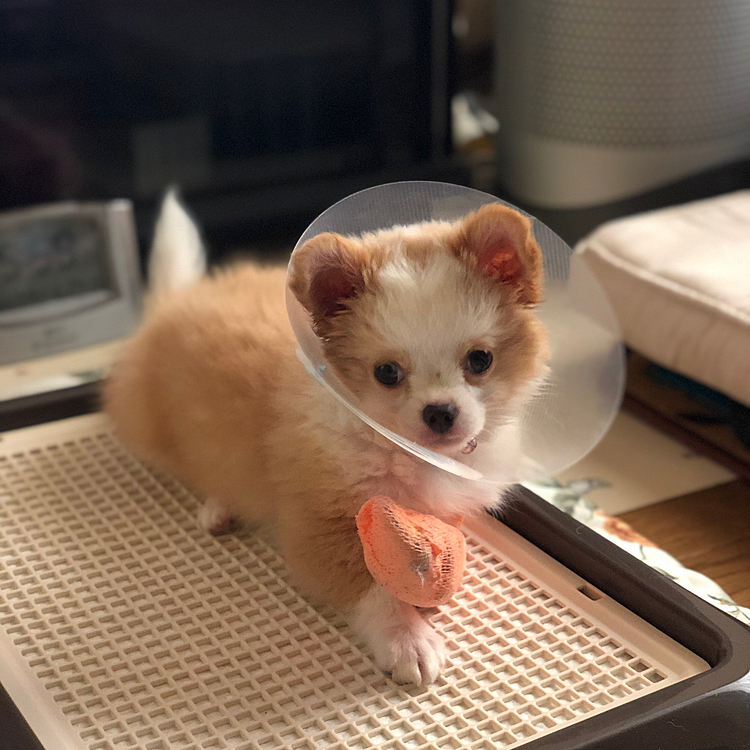 小春〜
すまし顔でカメラ目線はいいんだけど…
そこ、おトイレですよ🤣
しかも目と目の間に朝ごはんの残りカス付いてるからッ😂