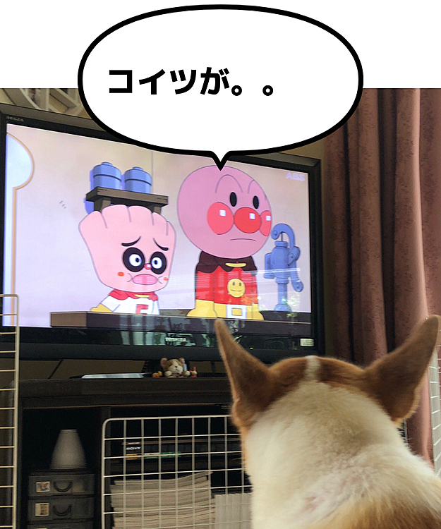 あんぱんがアンパンマンを鑑賞中🤣