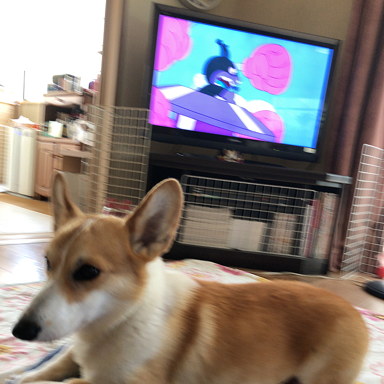 バイキンマンには興味ないもん🤣🤣🤣
って事で、アンパンマン特集でした🤣

今日も暑いです💦💦