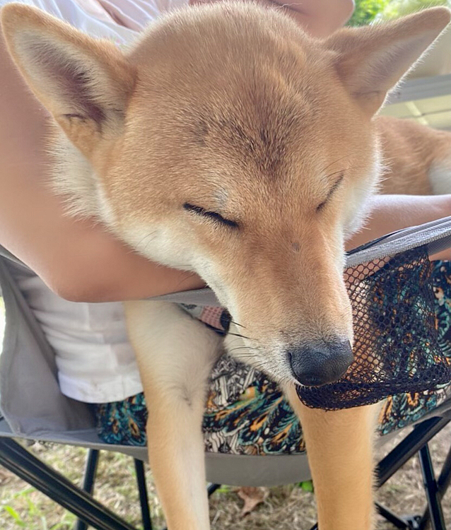 キャンプで⛺️ 
ママと一緒にいると安心して寝ちゃった😴