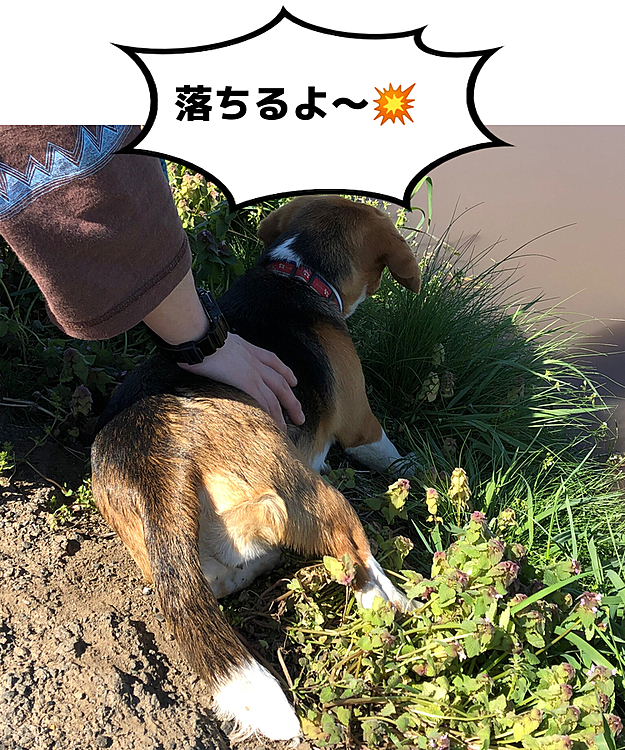 ご主人様に遊ばれたココでした🐶😂🤣
凄く踏ん張ってる❣️