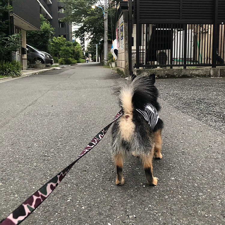 
飼い主さん方にも今日は褒めちぎられて

｢可愛い︎💕︎可愛い〜︎💕︎なんて可愛いの〜😍｣

なんて言われてきちゃいました🐯🌟笑


よかったね、とらくん🤣🔆

