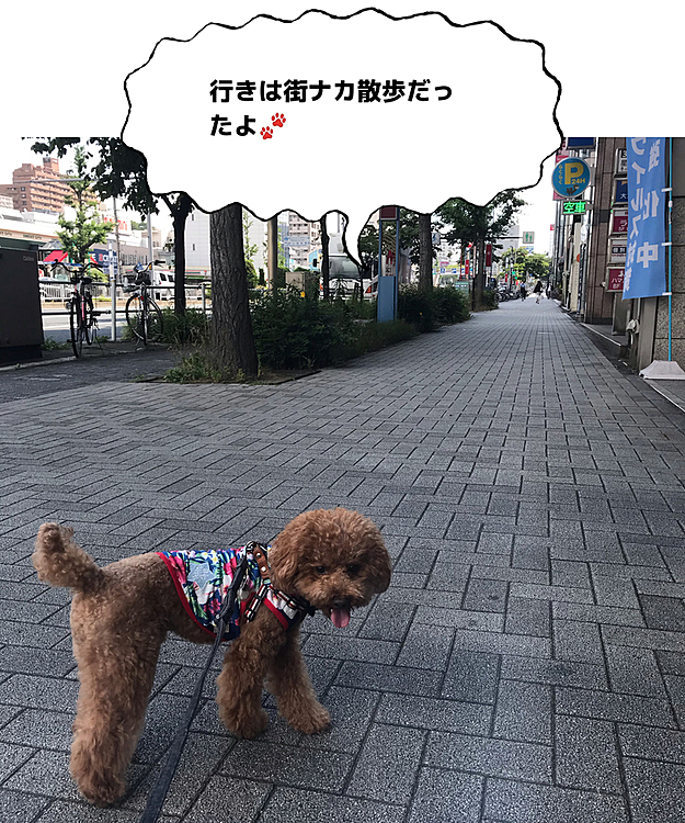 今日も真夏日予報のハッピー地方🥵
主人を駅に送りがてらの朝散歩では少し暑くてとにかく日陰を探して歩きました😅