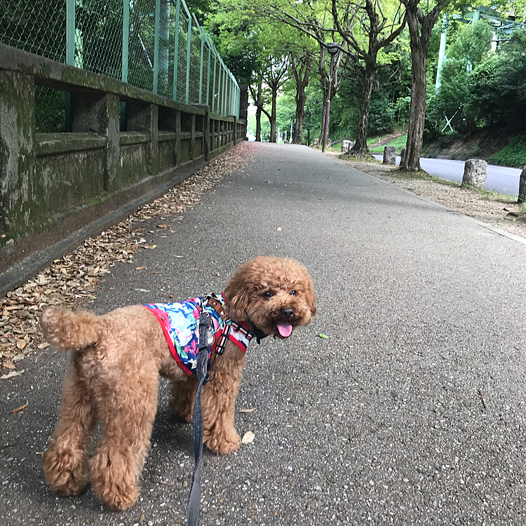 帰りは街ナカでは無く山の中を通って帰って来たので涼しかったです👍