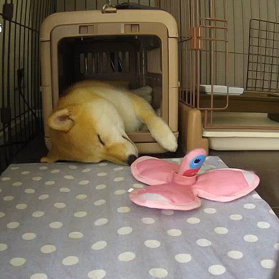 寝ているとき、時々はみ出てるが…


いろいろ工夫しながら寝ているよう

