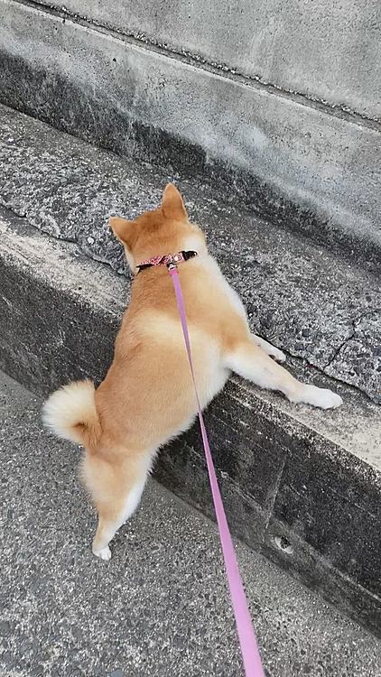 そして通った時にはチェック…

せつ「ここウマウマもらえたとこ❣️ウマウマないかな〜？？」

チーズを探しているのか毎回クンクン匂っています

今までそんなことなかったのに…

せつの良いことがあった場所として散歩コースに登録されました⭐️
