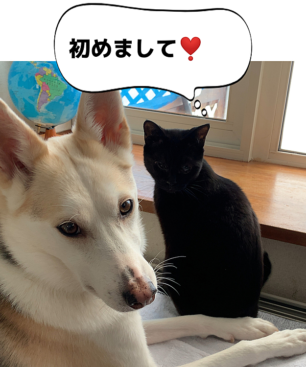初めての投稿
保護犬ペロと保護猫クロとの楽しい生活。
仲がいいのか悪いのか😅
毎日ドタバタ💦
