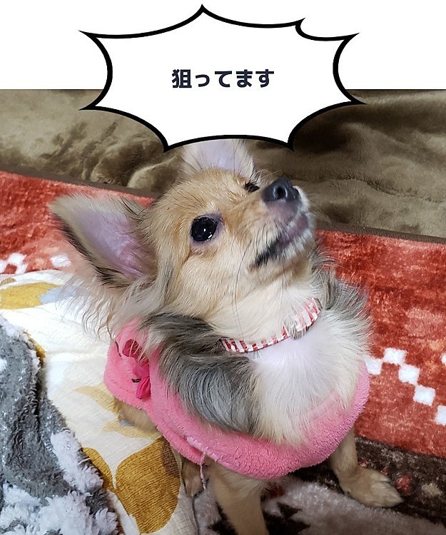 獲物を狙っている🐶♀その先にあるのは