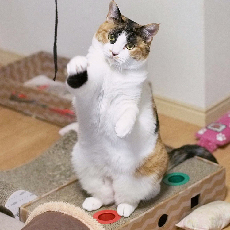 パンチするにゃ