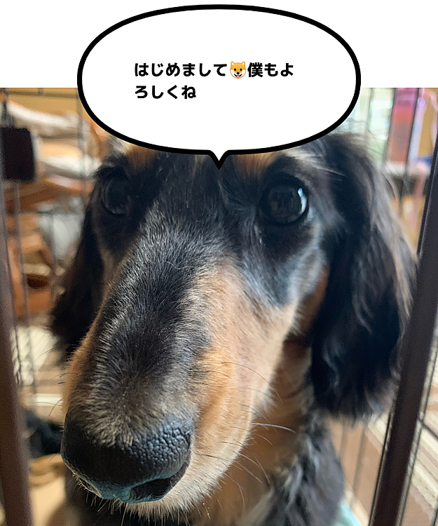 こはるとしるばのママの投稿