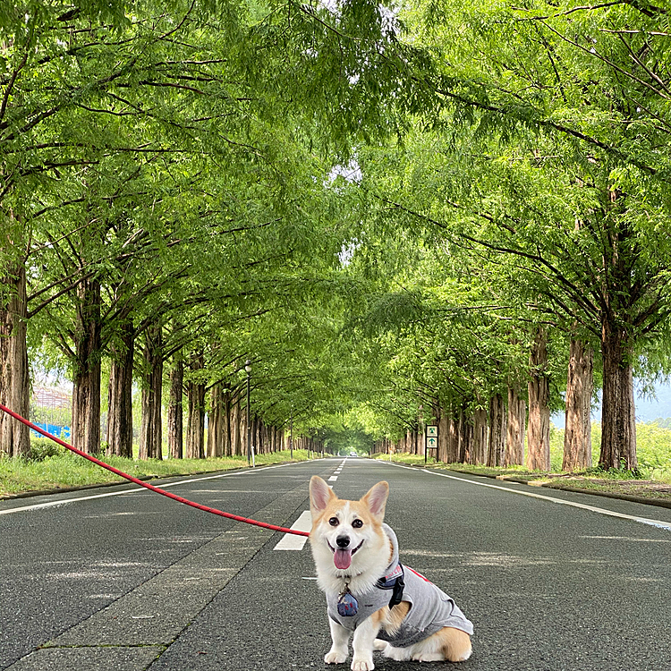 帰り道冬サナの並木道っぽくて有名になった❓所で記念写真
この時期微妙だったよ〜（笑）