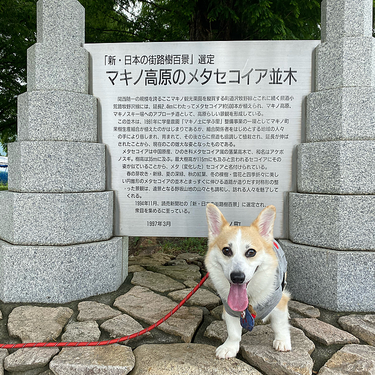 その有名な入り口の所で記念写真