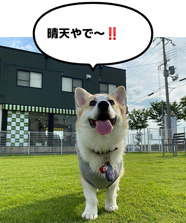 その帰り道に梅雨の時期なのに天気も良かったからドックラン・カフェに寄って貰ったけどお友達が誰も居ない（笑）
ママと走ってました（笑）