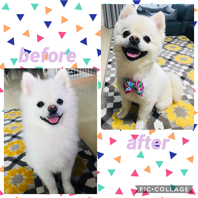 今月もトリミング行ってきました❣️
並べて見ると👀、のびのびだったなぁーと💦
スッキリサッパリしました❣️