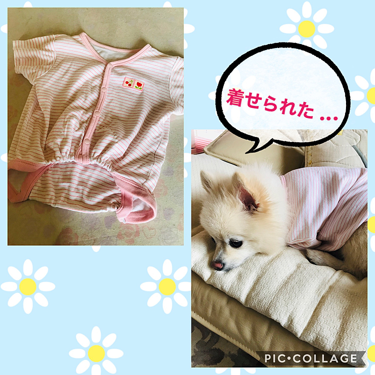 先週、用があり実家に戻っていたのですが、バタバタ急いで準備したので、クックのパジャマを忘れてしまって...

私が小さい時に着ていたロンパースを改造して母がクックに作ってくれました🤣

人間用でもなんとか着れるものですね（笑）