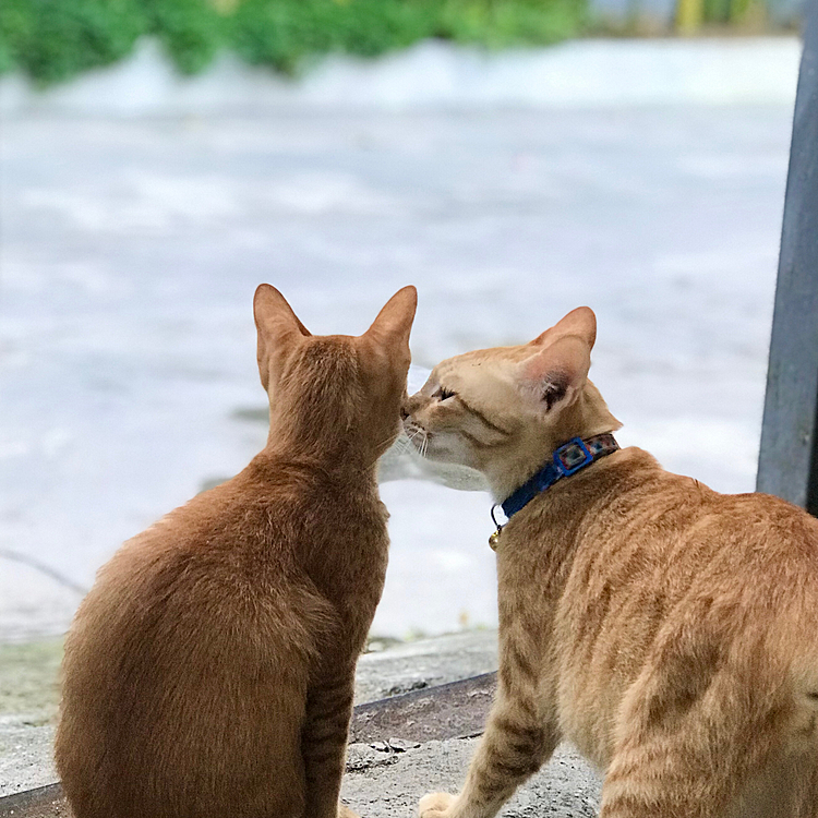 おはようございます。
このひんやりした空気。
乾季の朝って好き♥️
朝のほっこり写真🥰