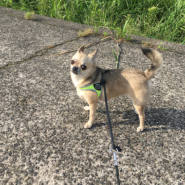 こんにちは😃
今日は、朝散歩へ行って来ました🐕🐾☀️　シーズーのお友達とご挨拶して　河川敷では、チワワとご挨拶したかったけど　吠えられて退散しちゃったね💦　