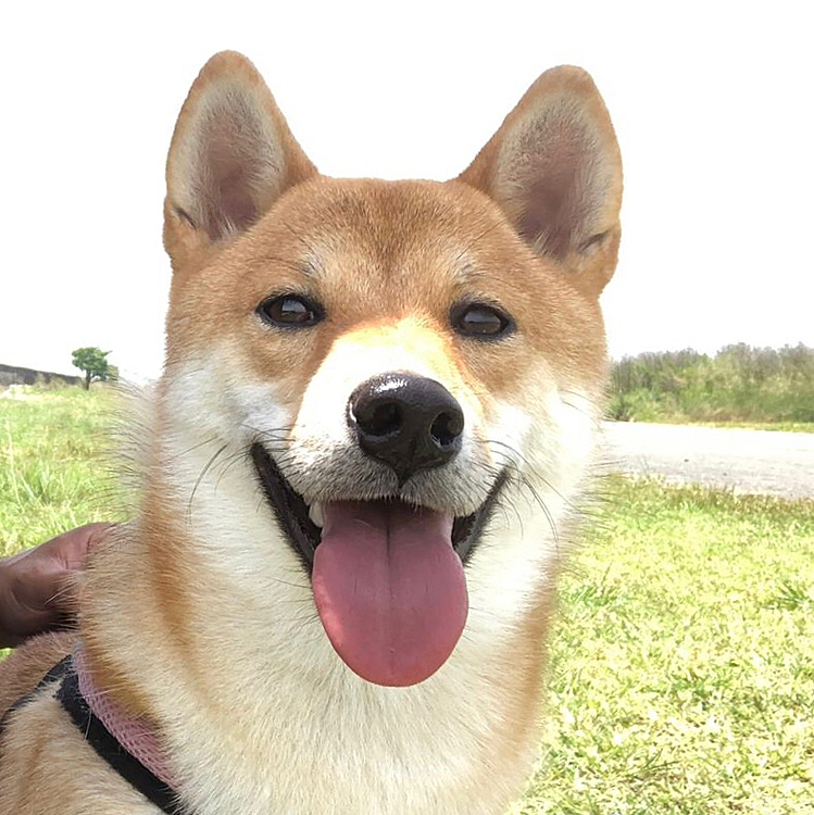 新しい顔😜　
パパと遊びに出かけたペルシア🐶❤️👨 