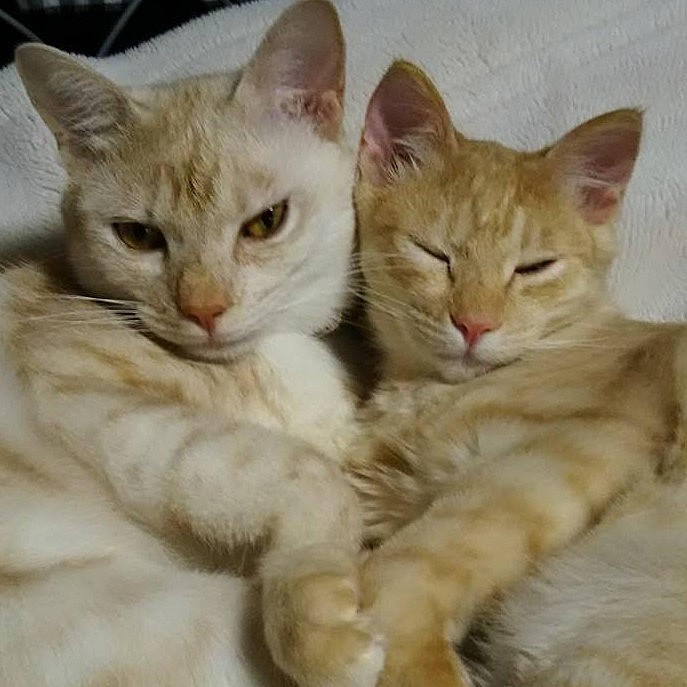 くっつくの好きー(*´ω｀*)
