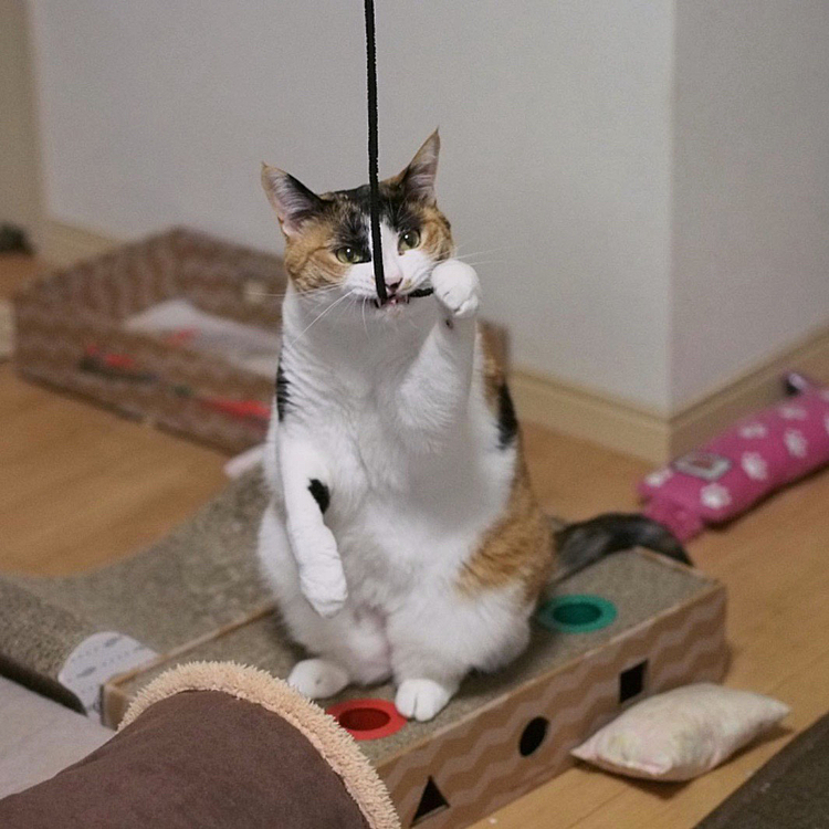 真剣にゃ