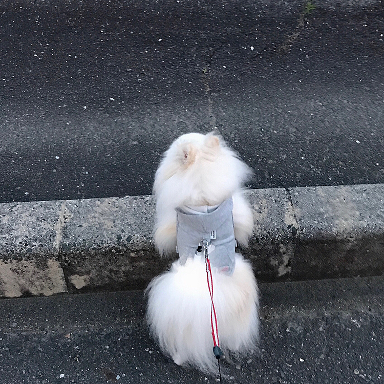 近所のおばさま達の井戸端会議を少し離れた所から参加してます😂
｢ももちゃ〜ん♡｣って呼ばれてるよ😊

ももはパテラです…
最近よく外れてるような🥺
１日に何回も…
きっと痛いよね、もも(´・ω・｀)

早めに病院行こうね🐾